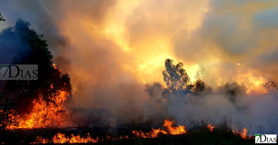 Incendio en las inmediaciones de la fábrica de Borges (Badajoz)