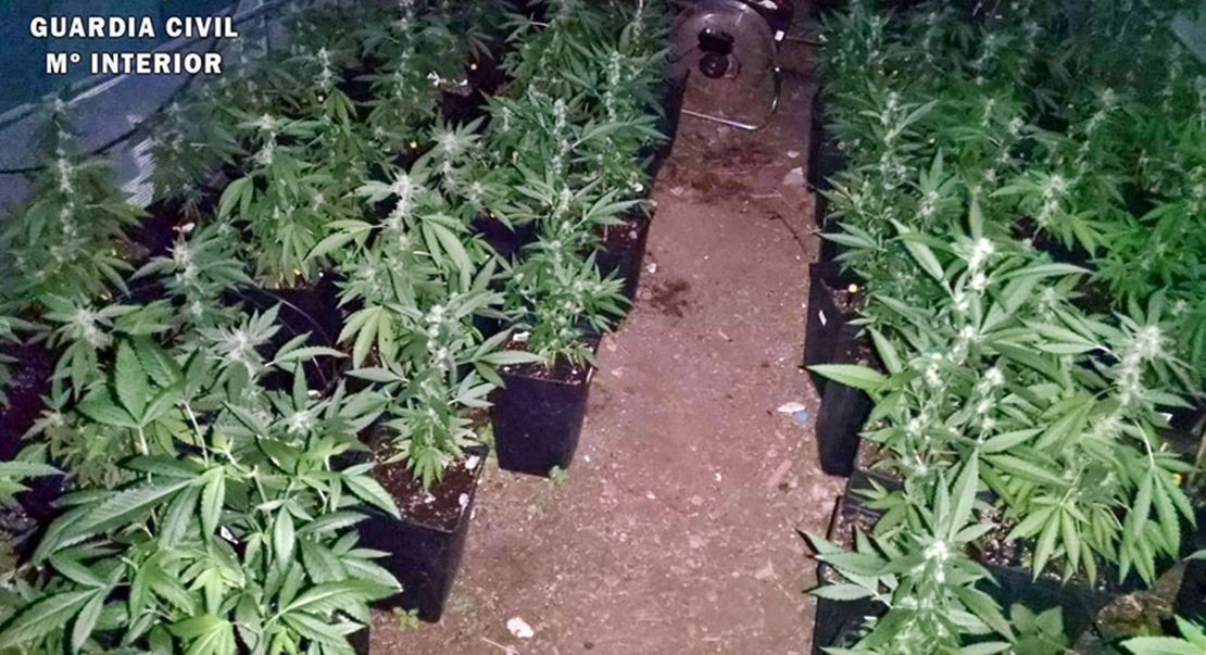 Localizada una explotación de marihuana en una urbanización pacense