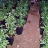 Localizada una explotación de marihuana en una urbanización pacense