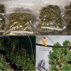 Localizada una explotación de marihuana en una urbanización pacense