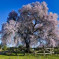 El almendro real de Valverde de Leganés candidato a ser árbol europeo 2019