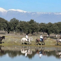 Convocatoria de ayudas para el fomento de la cría, selección y doma de caballos de silla