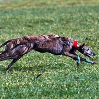 La liebre no podrá abatirse en los Campeonatos Provinciales de Caza Menor con Perro