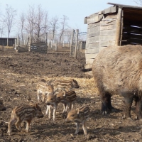 UPA le pide al Gobierno medidas urgentes contra la peste porcina