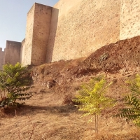 Cívica: "En el desbroce de la Alcazaba están dejando plantas invasoras"