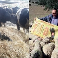 Los embalses continúan bajando y el campo necesita lluvia