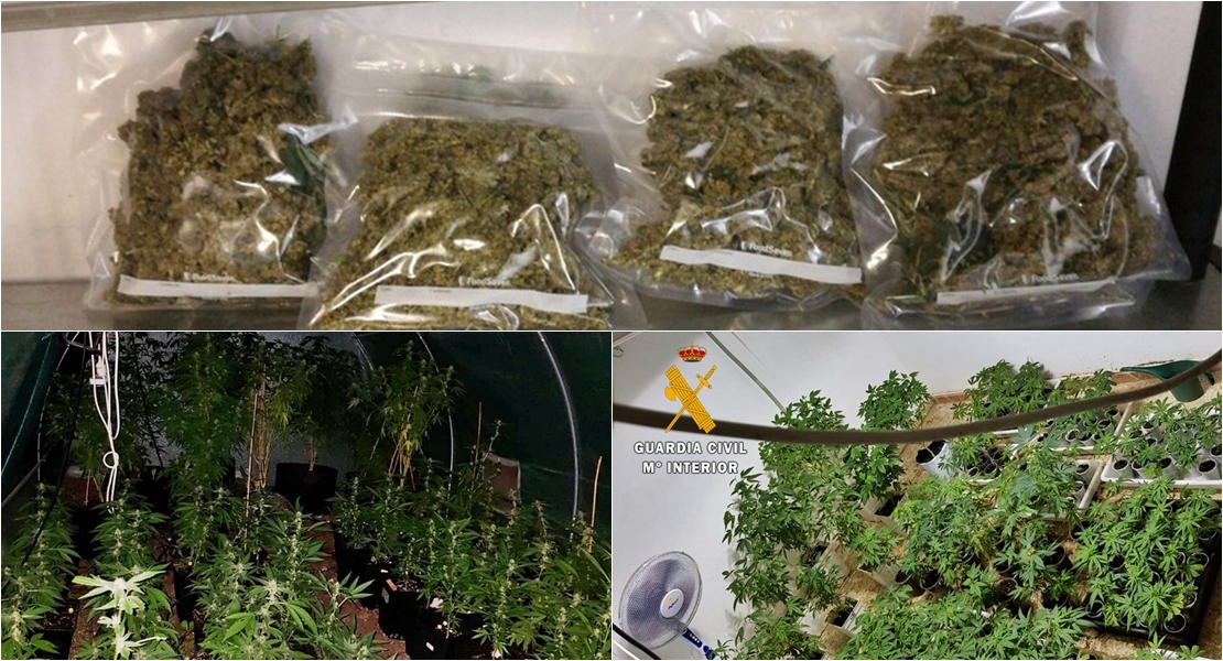 Localizada una explotación de marihuana en una urbanización pacense