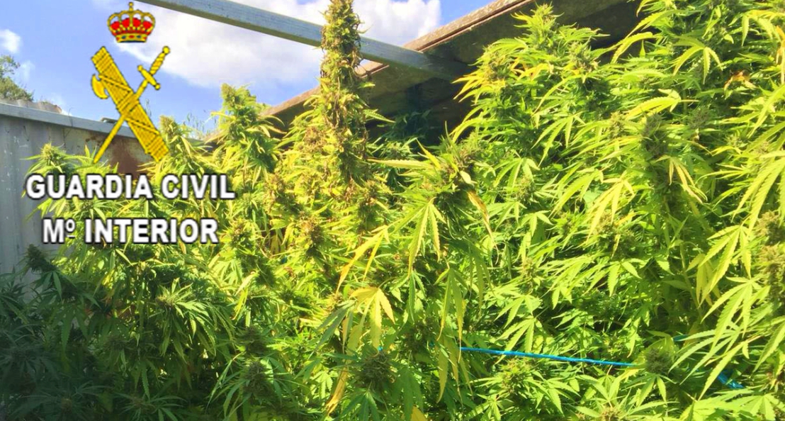 Cinco nuevas actuaciones de la Guardia Civil contra el cultivo de marihuana en Cáceres