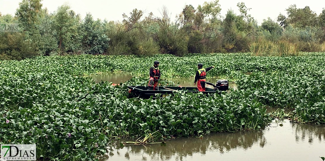 La UME ya está en Badajoz para luchar contra el camalote durante todo el invierno