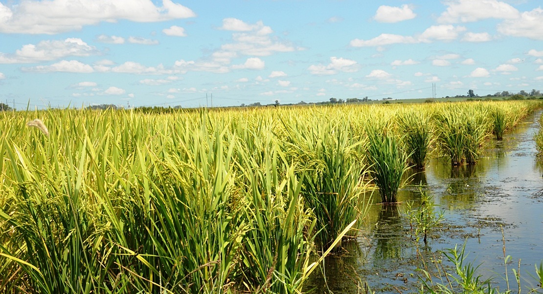 Europa quiere acabar con las importaciones de arroz donde no se respetan los derechos humanos