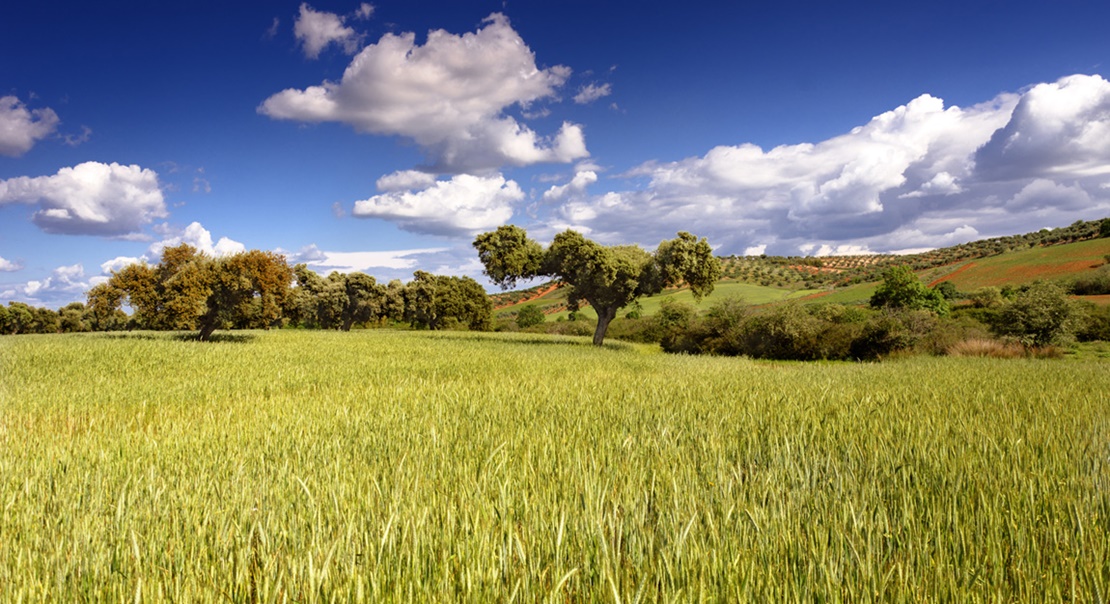 Ayudas destinadas a la implantación de sistemas agroforestales en terrenos privados