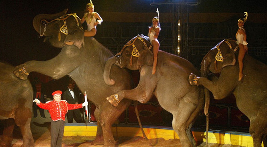 La Junta prohibirá atracciones con animales y circos con animales salvajes en cautividad