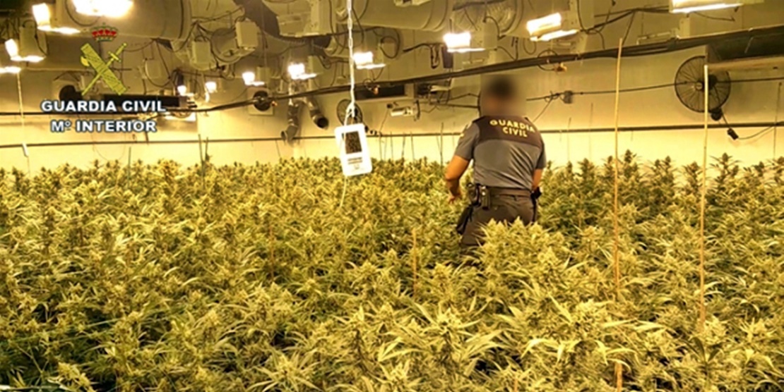 La Guardia Civil incauta 33.000 plantas de marihuana en dos actuaciones