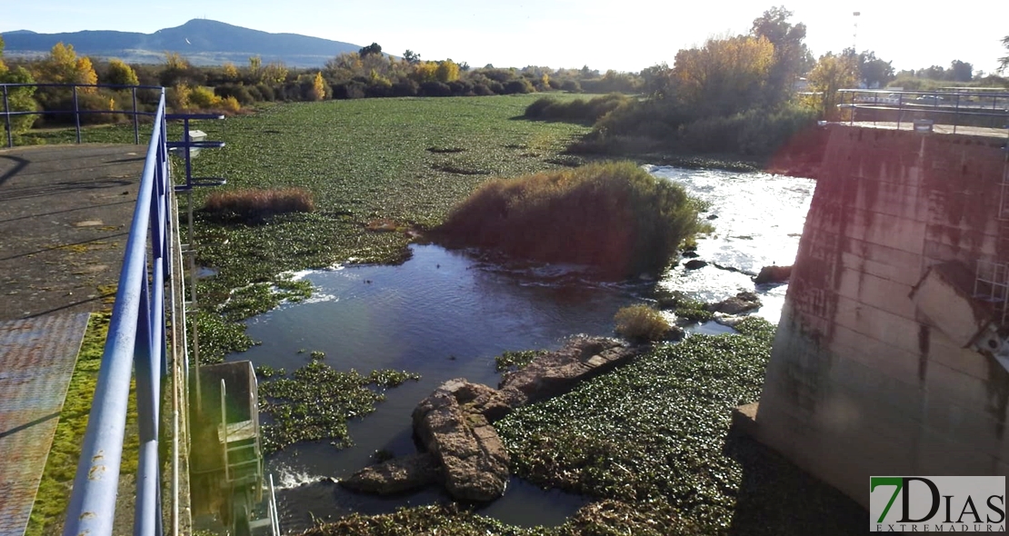 El camalote invade el entorno de la Presa de Montijo