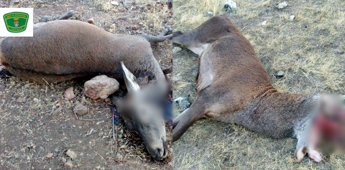 Mata a tiros a dos ciervos de la Reserva Regional del Cijara