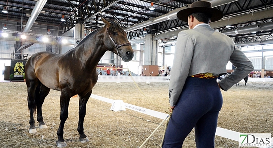 Los caballos extremeños protagonistas del campeonato del mundo de Caballos de Pura Raza