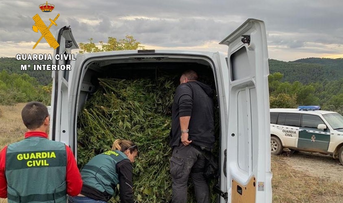 Desarticulan una organización criminal dedicada al cultivo de marihuana “outdoor”