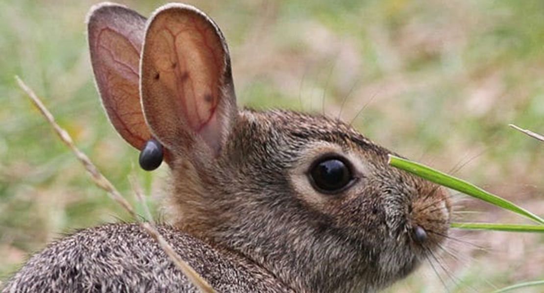 Europa pide medidas contra el animal más peligroso de España