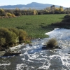 El camalote invade el entorno de la Presa de Montijo