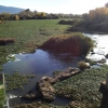 El camalote invade el entorno de la Presa de Montijo