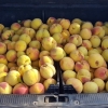 Guardia Civil y Policía Local interceptan 4.500 kilos de fruta robada