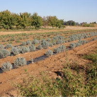 CICYTEX presenta en Badajoz los resultados de sus cultivos alternativos