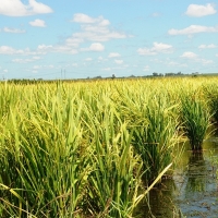 Europa, contra las importaciones de arroz desde países que no respetan los derechos humanos