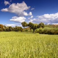 Ayudas destinadas a la implantación de sistemas agroforestales en terrenos privados