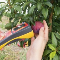 Badajoz acoge una jornada tecnológica para tomarle el pulso a la fruta