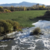 El camalote invade el entorno de la Presa de Montijo