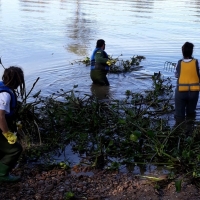 Cien personas contratadas se suman a la lucha contra el camalote