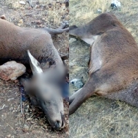 Mata a tiros a 5 ciervos de la Reserva Regional del Cijara