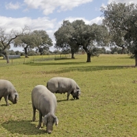 Renovado el convenio oficial para conservar el cerdo ibérico lampiño