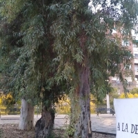 OPINIÓN: Quieren talar la infancia de muchos pacenses
