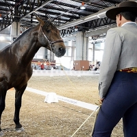 Los caballos extremeños protagonistas del campeonato del mundo de Pura Raza
