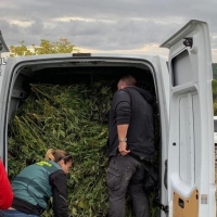 Desarticulan una organización criminal dedicada al cultivo de marihuana “outdoor”