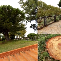 El desprecio de Osuna por los árboles de Mérida