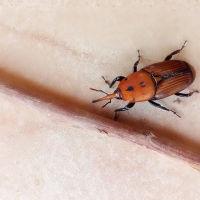 La plaga del picudo rojo invade Coria