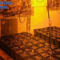 El olor lleva a la Policía hasta un cultivo de marihuana en Mérida