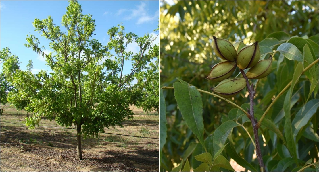 El pecano, un frutal americano trasplantado a las vegas del Guadiana