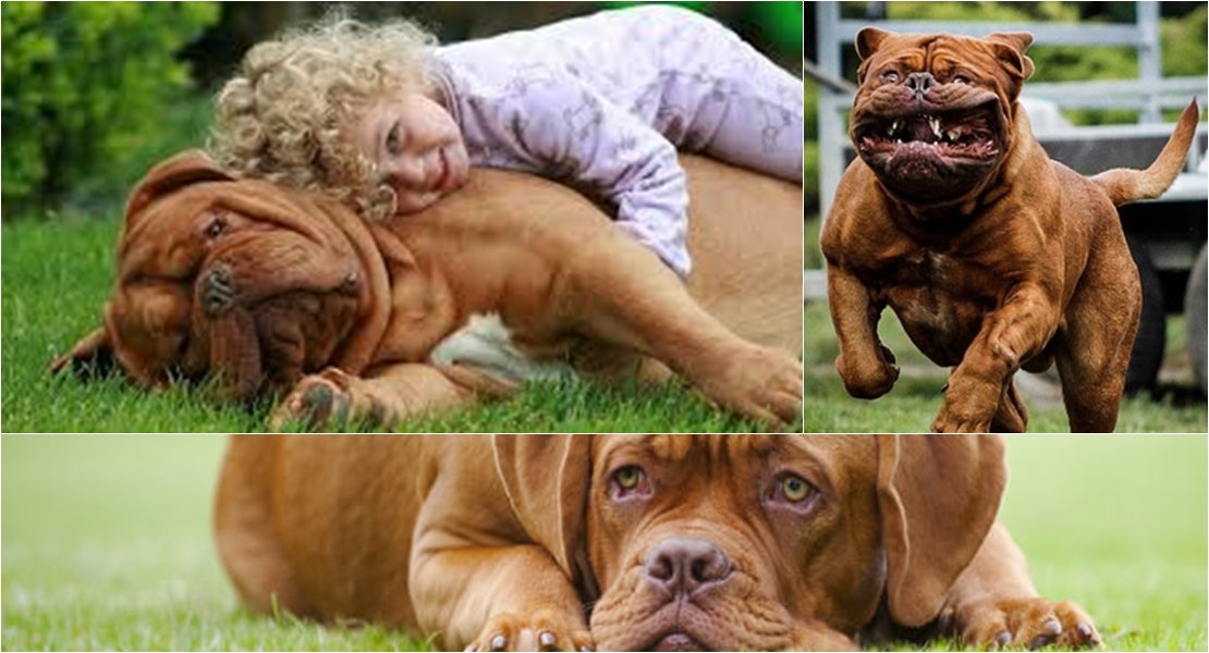 ¿Por qué matan a sus amos los perros?