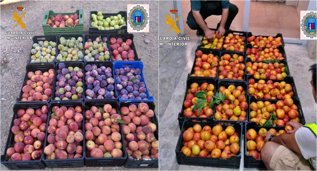 Guardia Civil y Policía Local interceptan 4.500 kilos de fruta robada