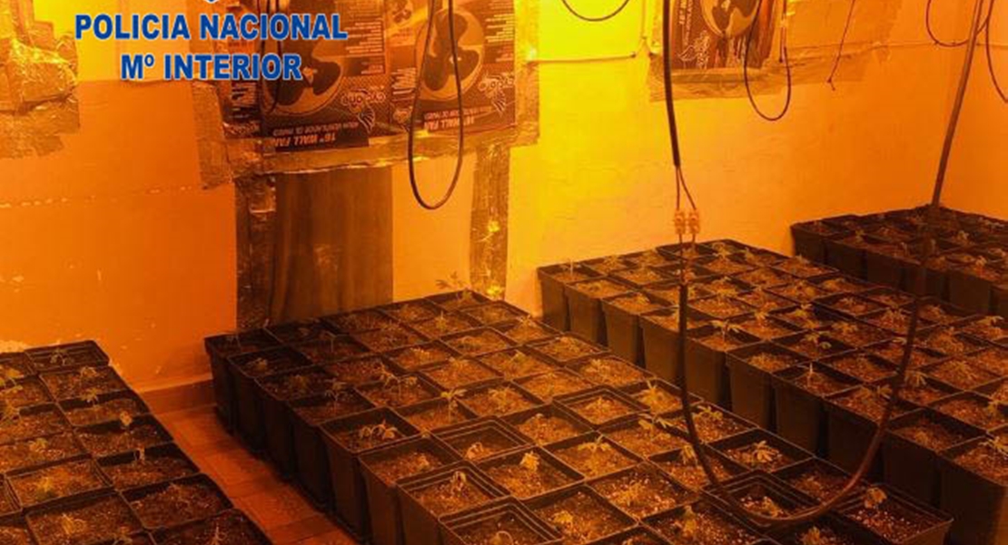 El olor lleva a la Policía hasta un criadero de marihuana en Mérida