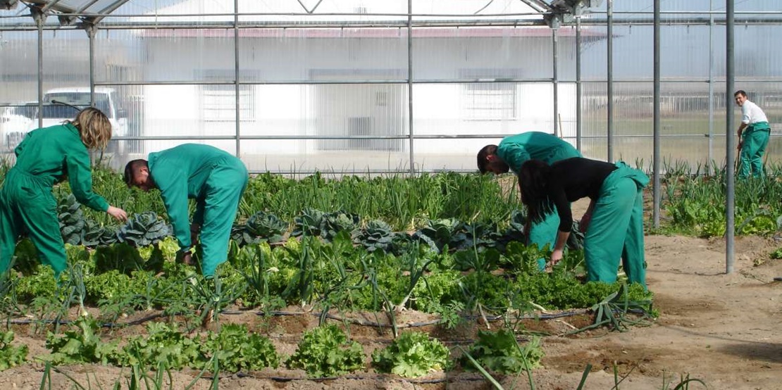 Ayudas a agrupaciones y organizaciones de productores agrarios y silvícolas