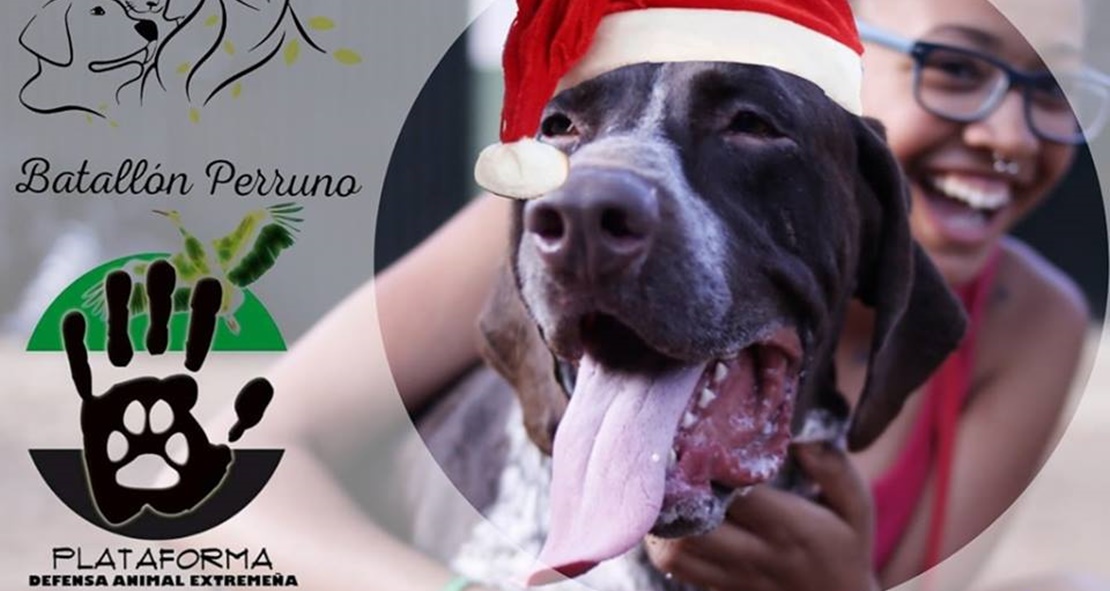 Mérida acoge mañana un evento para fomentar la adopción de animales