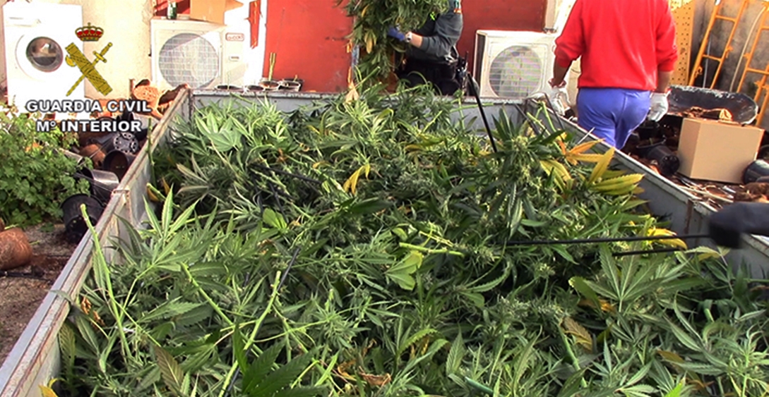 Incautan más de 9.000 plantas de marihuana y efectos por un valor superior a los 300.000 euros