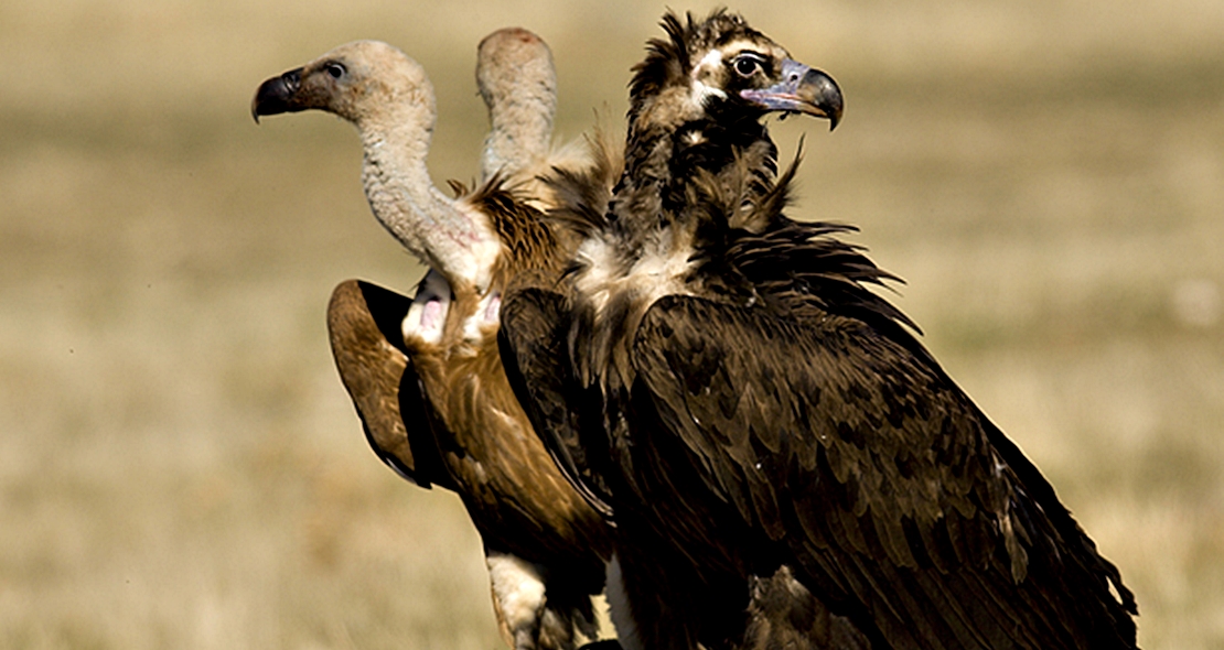 La conservación del buitre negro pasa por Extremadura