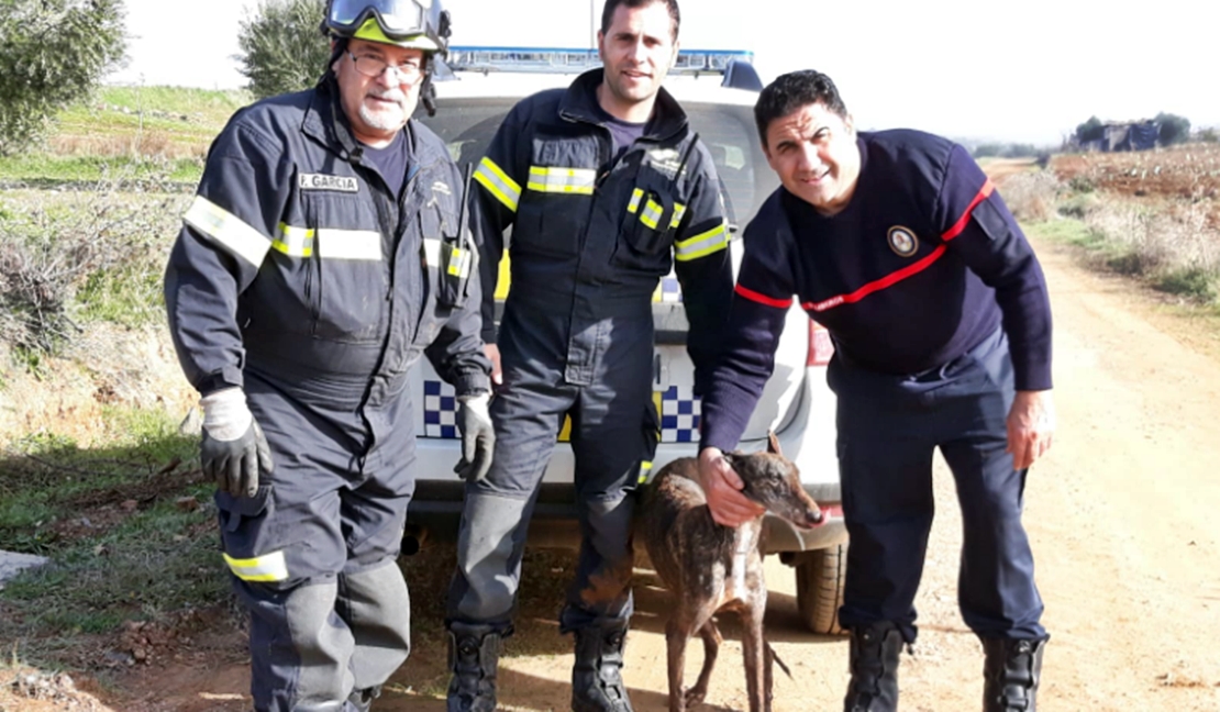 Los bomberos rescatan a un perro tras permanecer 48 horas dentro de un pozo
