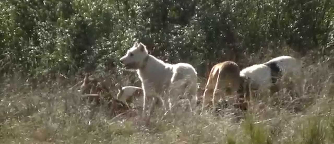 Las ONG quieren un parque de Monfragüe sin perros ni barcos