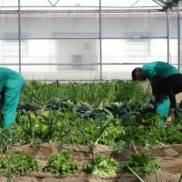 Ayudas a agrupaciones y organizaciones de productores agrarios y silvícolas